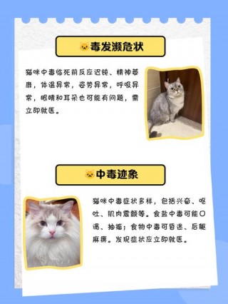 猫咪轻微中毒的症状，猫咪轻微中毒的症状表现？