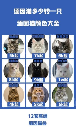 猫咪多少钱一只？布偶猫咪多少钱一只（最新）