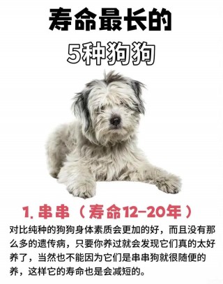 什么狗狗寿命长，（什么狗狗寿命长一些）