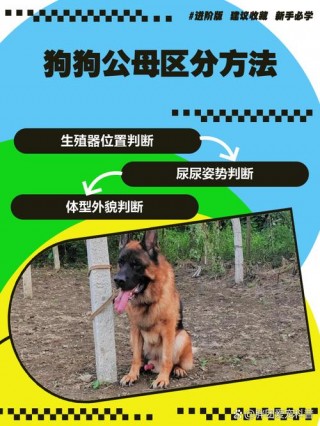 怎么看狗狗公母，怎么分辨狗狗公母？