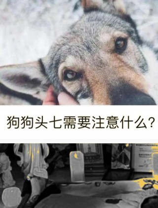 怎么找到转世的狗狗？离世的狗狗 转世怎么遇见（最新）