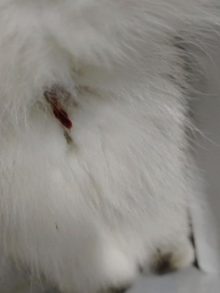 猫咪怀孕流血怎么回事？猫咪怀孕流血怎么回事儿（最新）