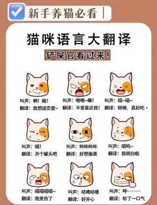 猫咪的各种叫声，（猫的各种叫声）