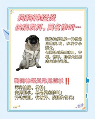 怎么判断狗狗神经损伤？狗狗神经损伤怎么治疗（最新）