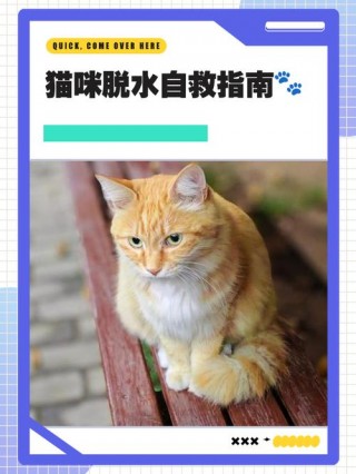 猫咪脱水怎么办，（猫咪脱水怎么办喂猫条有用吗）