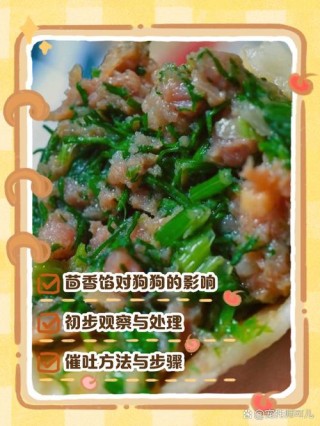狗狗可以吃茴香饺子吗？狗能吃茴香猪肉饺子吗（最新）