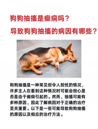 狗狗全身发抖是怎么回事，狗狗浑身发抖怎么办？