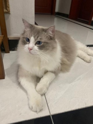 猫咪智商排名榜前十名，猫咪智商排名榜前十名品种？