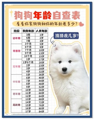 狗狗5岁相当于人几岁？狗狗五岁相当于人类多大（最新）