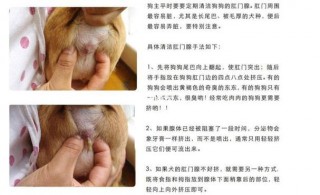 狗狗肛门腺不挤会怎样，狗狗肛门腺从来没挤出来过？