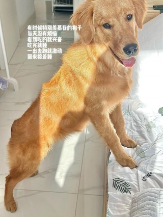 狗狗好动是怎么回事，（狗子好动怎么治疗）