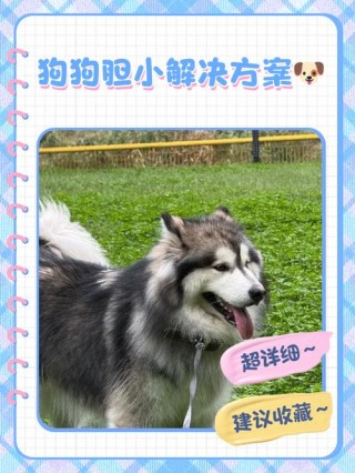 狗狗缺乏安全感怎么办？狗狗缺乏安全感的现象（最新）