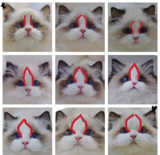 猫咪开脸是什么意思，宠物猫开脸是什么意思？