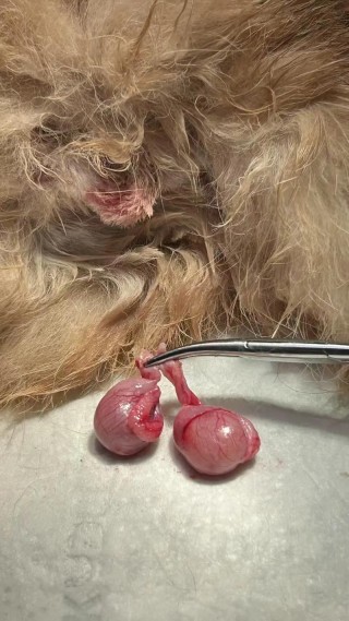 猫咪绝育要多少钱，猫咪绝育大概多少钱？