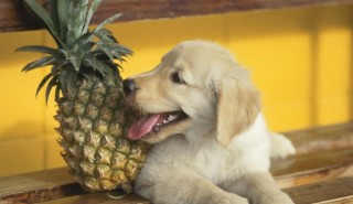 狗狗可以吃菠萝吗，狗狗可以吃菠萝吗会有影响吗？