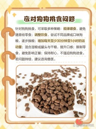 狗狗三天不吃东西怎么办，（狗狗三天不吃饭怎么办）