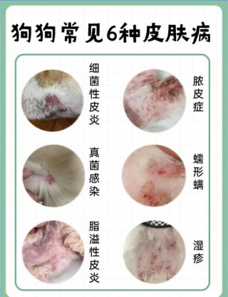 狗狗身上起红点怎么办，狗狗身上出现红点怎么办？