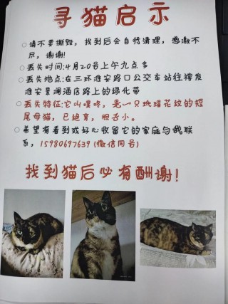 猫咪会认识主人吗，（猫咪会认识家里的人吗）