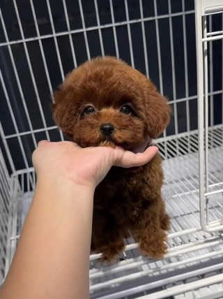 两个月狗狗可以吃什么？两个月狗狗可以吃什么零食（最新）