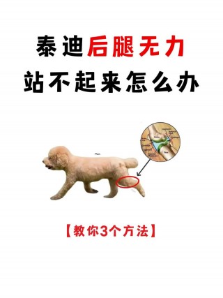 狗狗出气粗是怎么回事，（狗狗出气粗是怎么回事狗狗呼吸声呼呼的,没鼻涕）