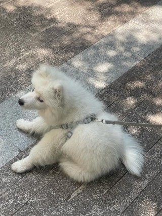 狗狗能吃香蕉皮吗？狗子能吃香蕉皮不（最新）