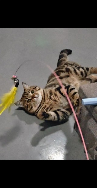 猫咪为什么喜欢逗猫棒？猫咪为什么喜欢逗猫棒和激光灯（最新）