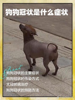 狗狗冠状是什么病，（狗狗冠状的症状有哪些症状）