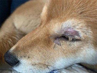 狗狗感染弓形虫的症状，（狗狗感染弓形虫的症状图片）