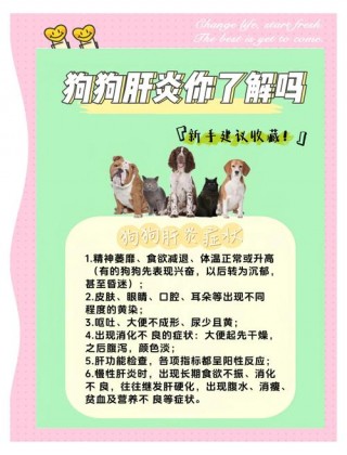 狗狗肝炎怎么治疗，（狗狗肝炎怎么办）