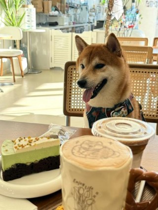 狗狗能喝咖啡吗？狗能喝咖啡不（最新）