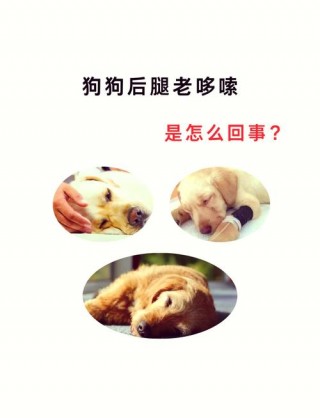 狗狗蹬腿是什么症状？狗蹬腿是怎么回事（最新）