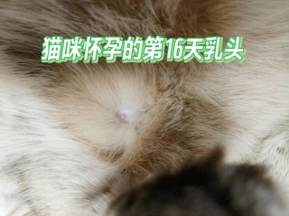 猫咪怀孕乳头变化，猫怀孕乳头会不会变大？