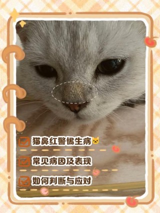 猫咪鼻子红红的，（猫猫鼻子红了）