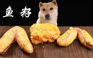 狗狗能吃鱼籽吗？狗狗能吃鱼籽吗要煮多久（最新）