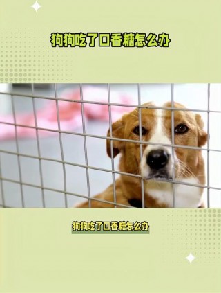 狗狗吃了泡泡糖怎么办，（狗狗吃了泡泡糖怎么办呢）