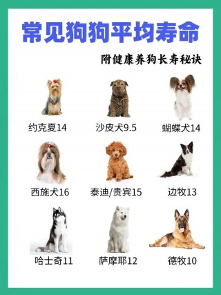 狗狗的寿命多长时间？狗狗的寿命有多长（最新）