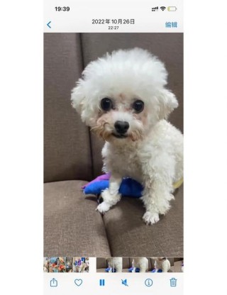 白色狗狗泪痕处理方法，白狗眼睛流泪泪痕发黑？