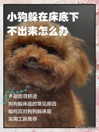 狗狗多少天下崽，（狗狗多少天下崽一次）