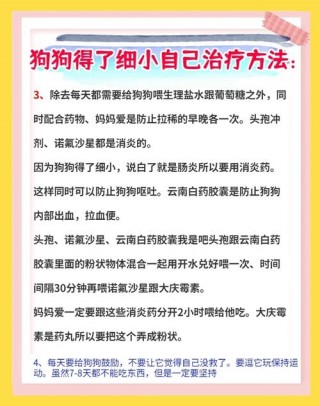 狗狗得了细小病毒怎么办，狗狗得了细小病毒怎么办能治好吗？