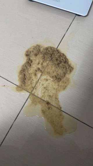 猫咪呕吐没精神，猫咪呕吐没精神不吃东西怎么办？