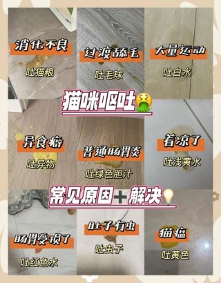 猫咪呕吐精神不好，猫咪呕吐精神不好原因？