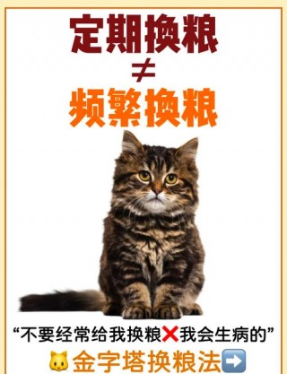 猫咪需要换粮吗，（猫咪需要换粮吗知乎）