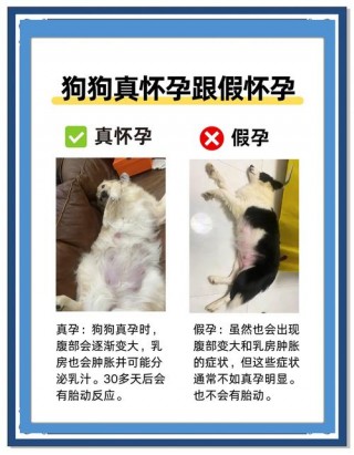 狗狗怀孕了还会流血吗？狗狗怀孕了还会流血吗图片（最新）