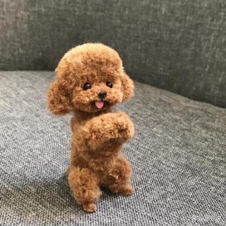 泰迪狗狗能吃西瓜吗，（泰迪可以吃西瓜吗）