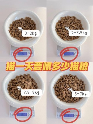 猫咪一次吃多少猫粮，（猫咪一次吃多少猫粮合适?）