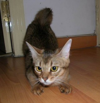 猫咪闹猫一直叫怎么办？猫咪闹猫怎么解决（最新）