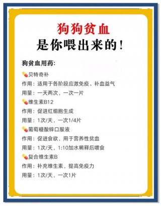 狗狗贫血吃什么补血，（狗狗贫血得吃点什么）