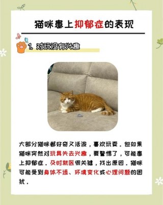 猫咪会得抑郁症吗，猫咪会得抑郁症吗怎么治疗？