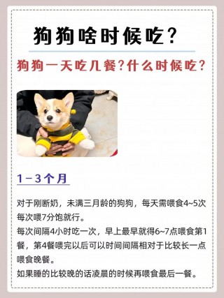 狗狗绝育后需要注意什么？狗狗绝育后应该注意什么（最新）