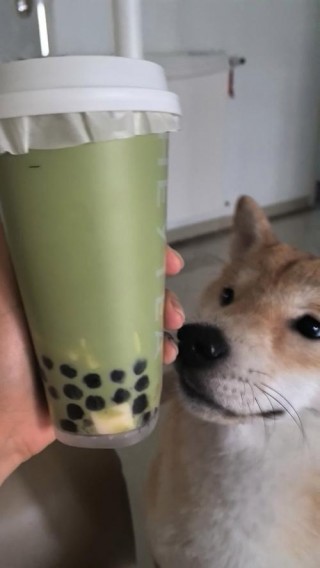 狗狗可以喝奶茶吗，（狗能喝奶茶吧）